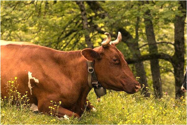 夢見夢殺豬見血見內臟是什麼意思？_周公解夢官網