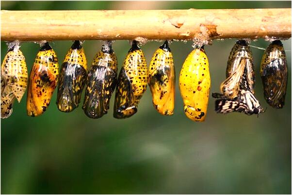 夢到我把壺燒漏了會怎么樣_周公解夢官網