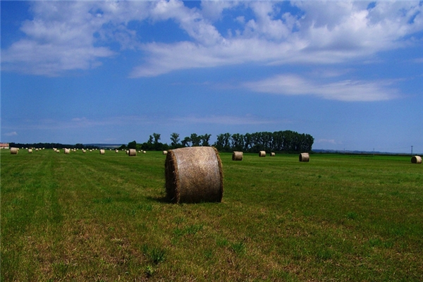夢到了買田有什麼預示嗎_周公解夢