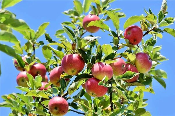 夢到各種水果掛滿枝頭_周公解夢