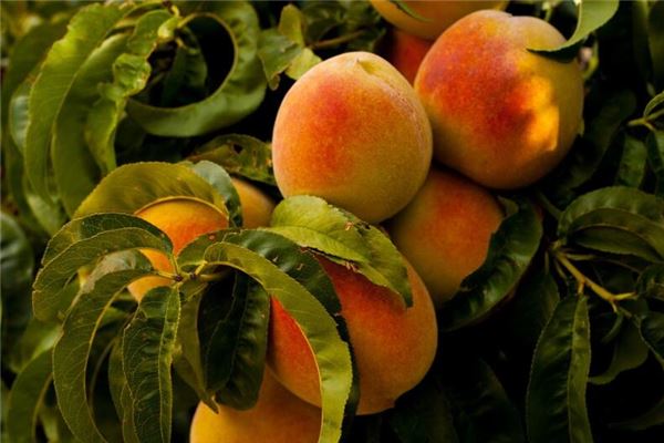 夢見自己從樹上摘桃子_周公解夢