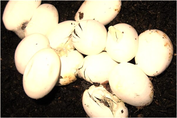 夢見一個豬和一塊肉是凶兆還是吉兆_周公解夢官網