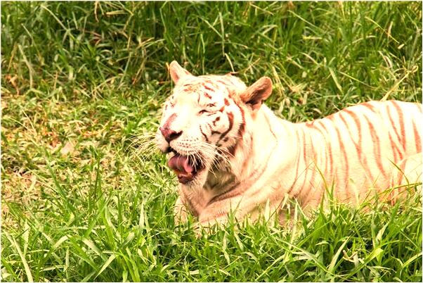 夢到了眼睛裡不斷扯出東西是好事還是壞事_周公解夢官網