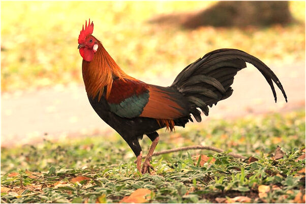 夢到了表姐試穿衣服有什麼意思_周公解夢官網