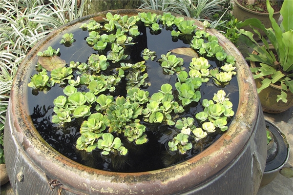 夢見用臉盆從水缸掏水是咋回事_周公解夢