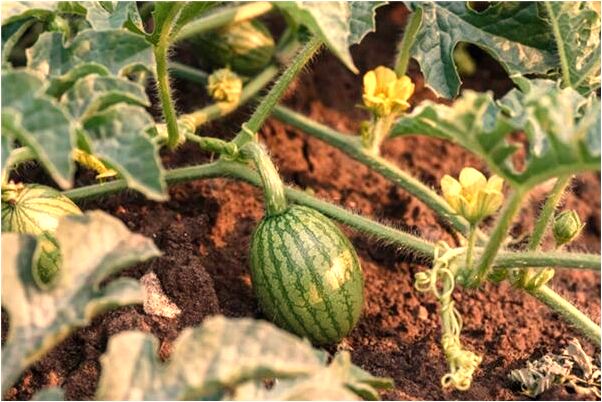 夢到一個大蟲跑進屁眼了的預兆_周公解夢官網