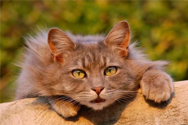 夢到貓咬手是怎么回事_周公解夢