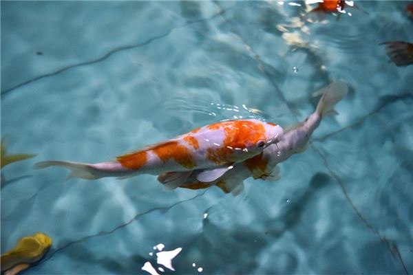 夢見紅鯉魚_周公解夢