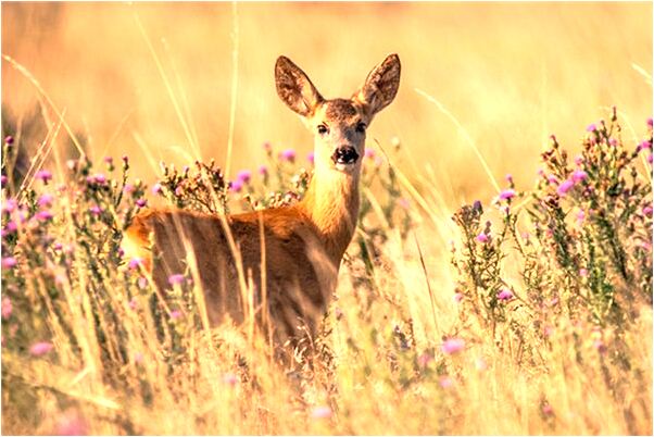 夢到了腳起皮意味著什麼_周公解夢官網