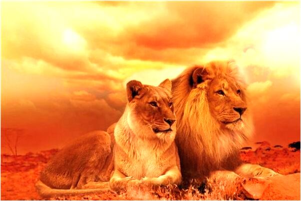 夢見夢回國小有什麼意思嗎_周公解夢官網