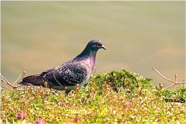 夢見一隻狗把兩隻狼打敗了會怎么樣_周公解夢官網