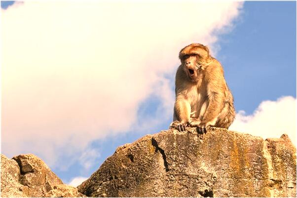 夢到夢買化妝品是好的徵兆嗎_周公解夢官網