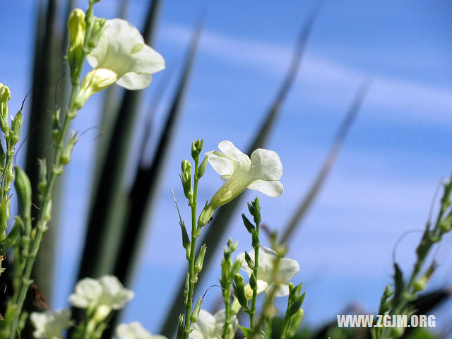 夢見女人飛起來了_周公解夢夢到女人飛起來了是什麼意思_做夢夢見女人飛起來了好不好_周公解夢官網