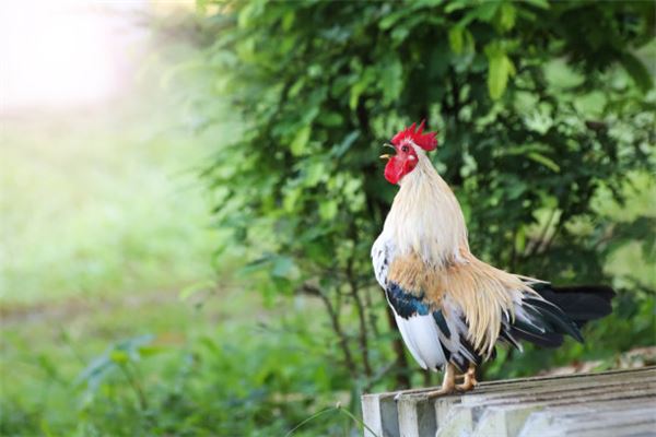 屬雞的做什麼生意最旺_十二生肖