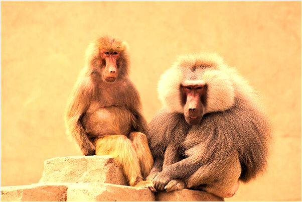 夢見右手無名指戴戒指有什麼預示嗎_周公解夢官網