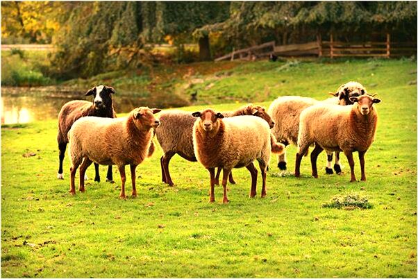 夢見愛人不聽我的會有什麼預兆_周公解夢官網