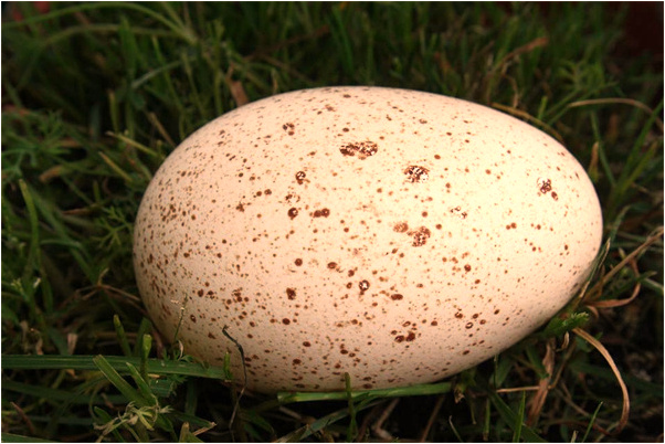 夢見跟老公求愛有什麼寓意嗎_周公解夢官網