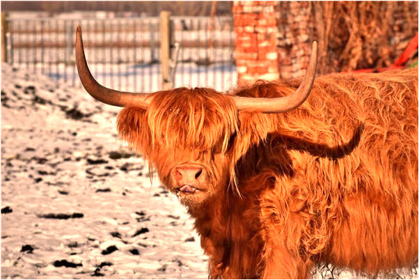 夢見女友媽媽不同意我們在一起是什麼徵兆_周公解夢官網