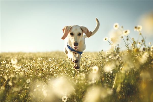 1970年屬狗2021年刑太歲運勢如何 52歲牛年犯太歲如何化解劫難_十二生肖