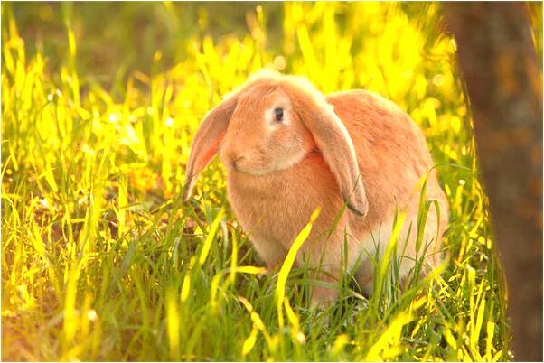 夢見過世的三奶奶過生日預示什麼_周公解夢官網