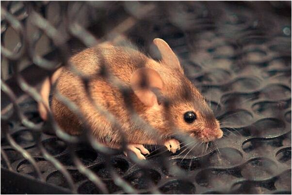 夢到捉魚發大水有什麼意思_周公解夢官網