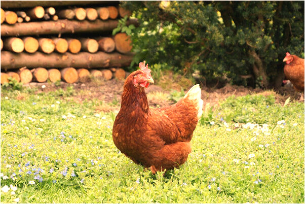 夢到了婆婆給我盤發會是什麼預兆_周公解夢官網