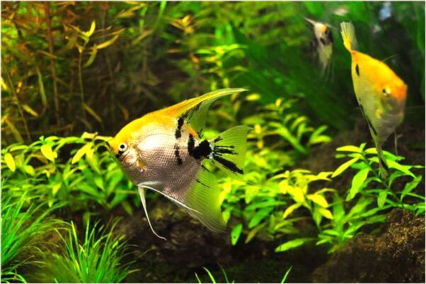 夢見婆婆小豬下了一窩豬是凶兆還是吉兆_周公解夢官網