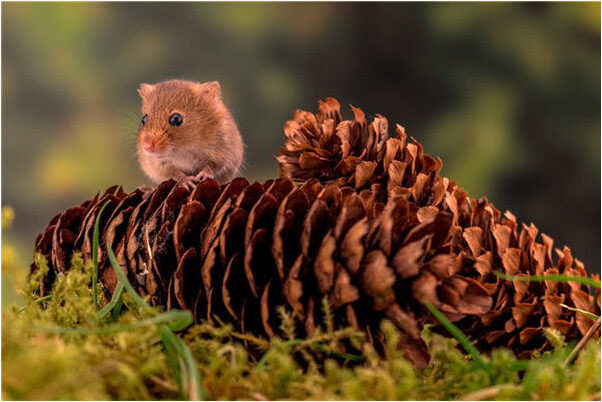 夢見幫忙撿黃金是啥預兆_周公解夢官網