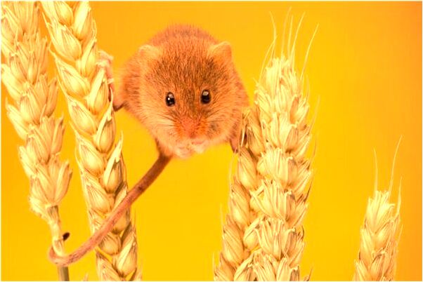 夢到很多麵粉是好事還是壞事_周公解夢官網