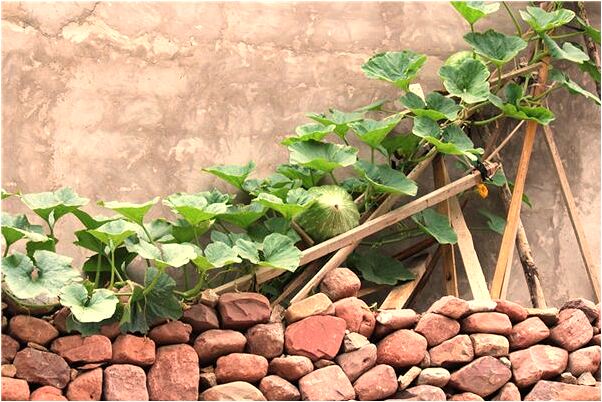 夢見兒子廋申判預示什麼_周公解夢官網