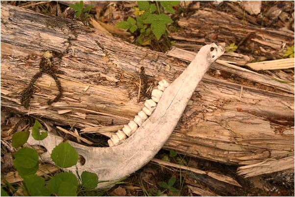 夢見在河裡救了個人預示什麼_周公解夢官網