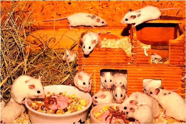 夢見和父親吵架意味著什麼_周公解夢官網