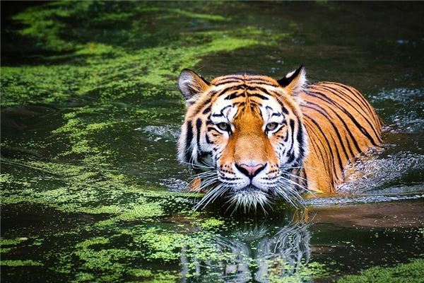 屬虎本命年是哪一年_十二生肖