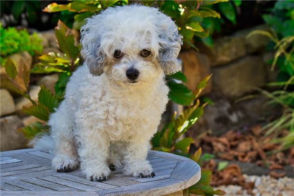 夢到狗哭是凶兆還是吉兆_周公解夢