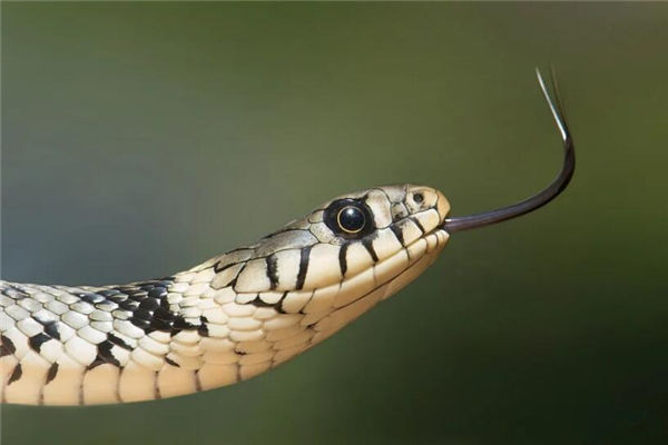 夢見蛇長腳是什麼意思_周公解夢