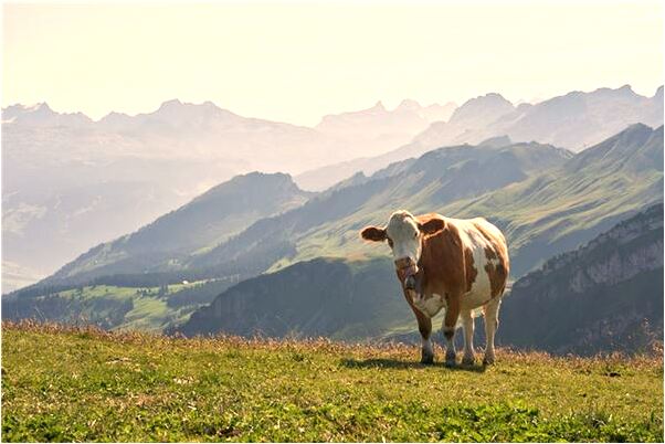 夢到了放二響炮預兆了什麼嗎_周公解夢官網