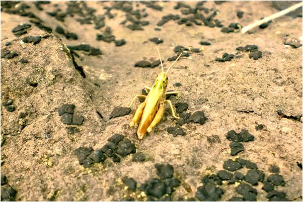 夢見螞蟻蟲子成群意味著什麼_周公解夢官網