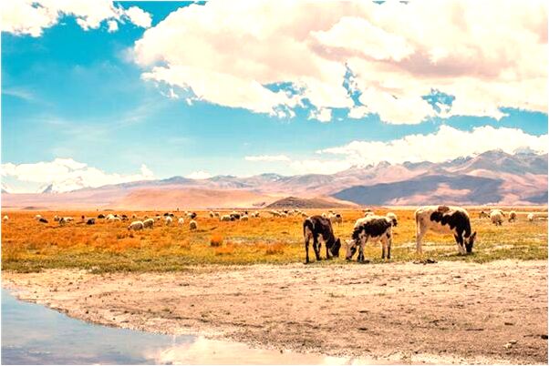 夢到自己去打了胎預兆了什麼嗎_周公解夢官網