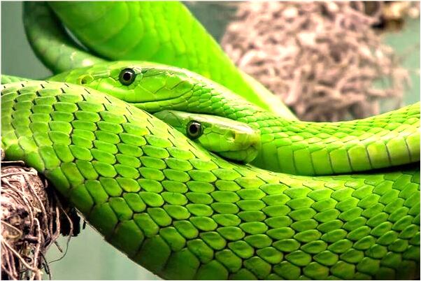 夢見手捧觀音像檯燈預示著什麼_周公解夢官網