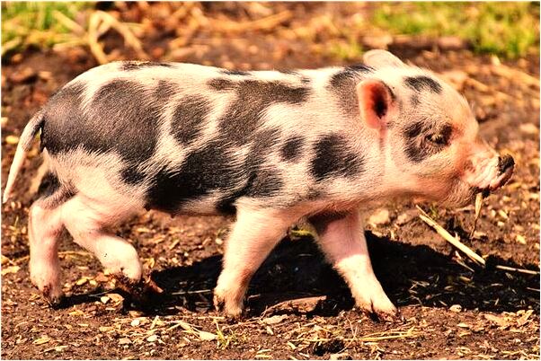 夢見死樹發芽長勢旺盛是好事還是壞事_周公解夢官網