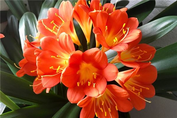 夢到君子蘭花意味什麼_周公解夢