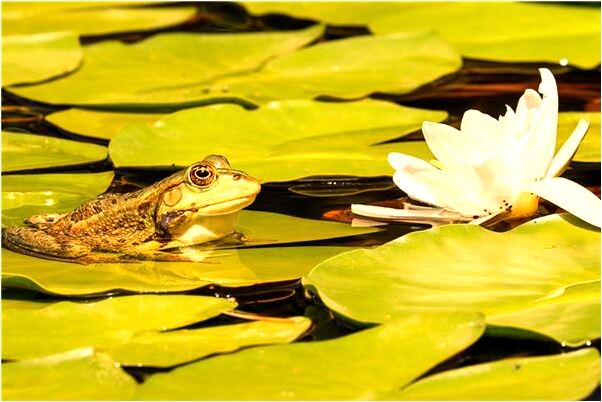 夢見下地偷蘿蔔是什麼兆頭_周公解夢官網