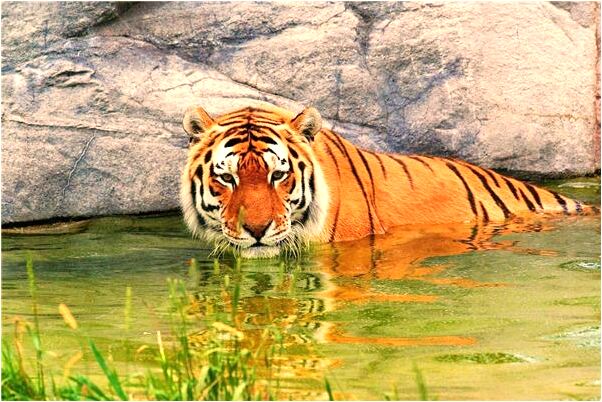 夢到捉到一隻老鱉預示了什麼_周公解夢官網