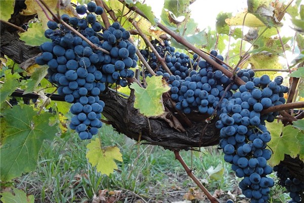 夢見孕婦葡萄樹的預兆_周公解夢