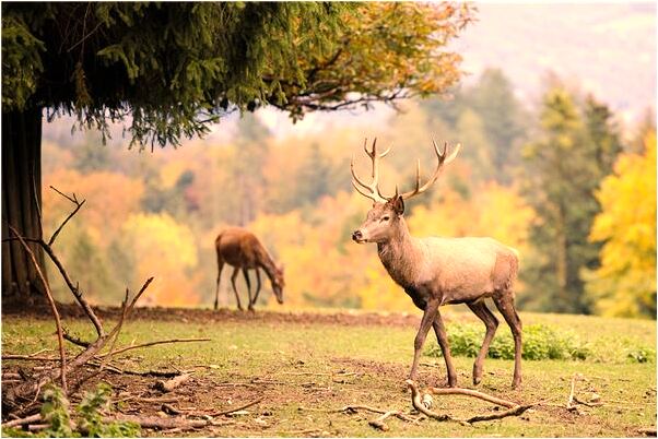 夢見和情侶坐摩托預示著什麼_周公解夢官網