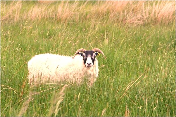 夢到了點火燒香香著火很旺有什麼寓意嗎_周公解夢官網