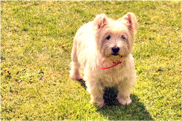 夢到五個老鱉咬著棉衣後面意味著什麼_周公解夢官網