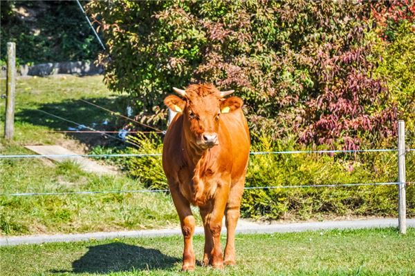 2021年屬牛本命年穿什麼顏色的衣服和內褲最好_十二生肖