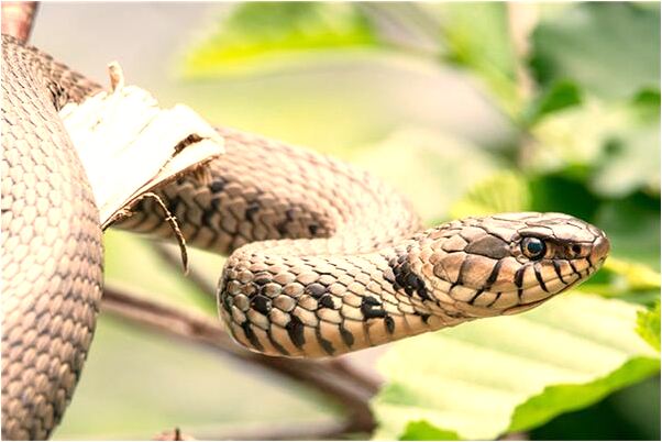 夢見自己輩份低預示什麼_周公解夢官網