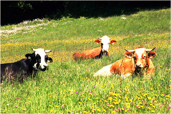 夢見巨型鱷魚要吃我是什麼預兆？_周公解夢官網